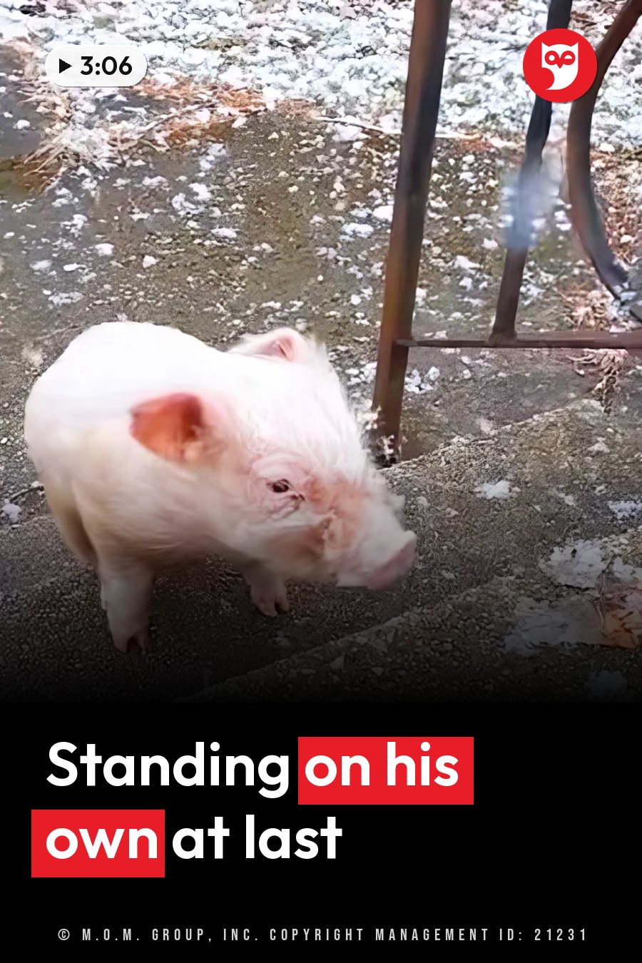 A small pig stands on snowy ground beside a metal structure with its head lowered. A headline runs in white letters across the lower third.