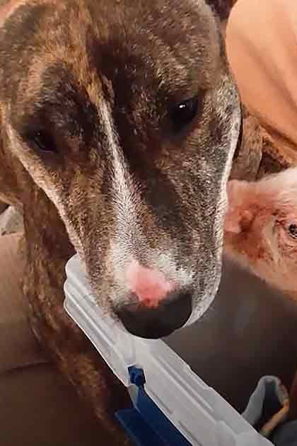 A brindle adult dog interacting with a juvenile piglet in an outdoor fenced enclosure with wood chips covering the ground.