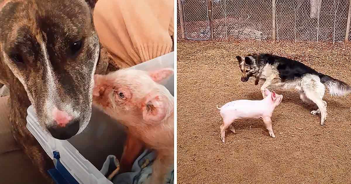 A brindle adult dog interacting with a juvenile piglet in an outdoor fenced enclosure with wood chips covering the ground.