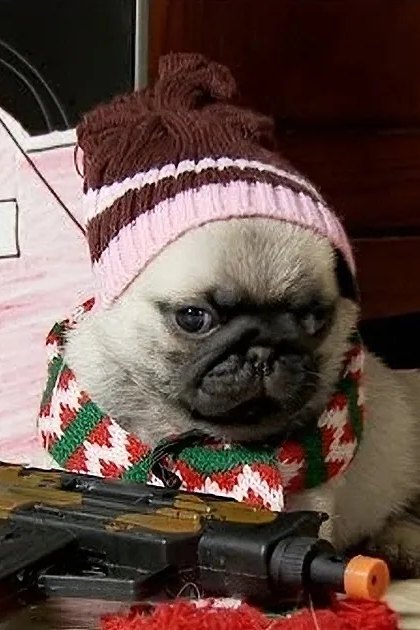 A small pug puppy with light brown fur and black markings, wearing a red and white knitted hat and scarf, indoors in a cozy setting.