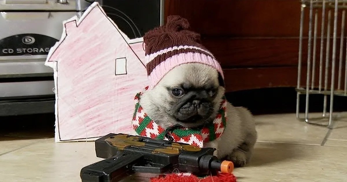 A small pug puppy with light brown fur and black markings, wearing a red and white knitted hat and scarf, indoors in a cozy setting.