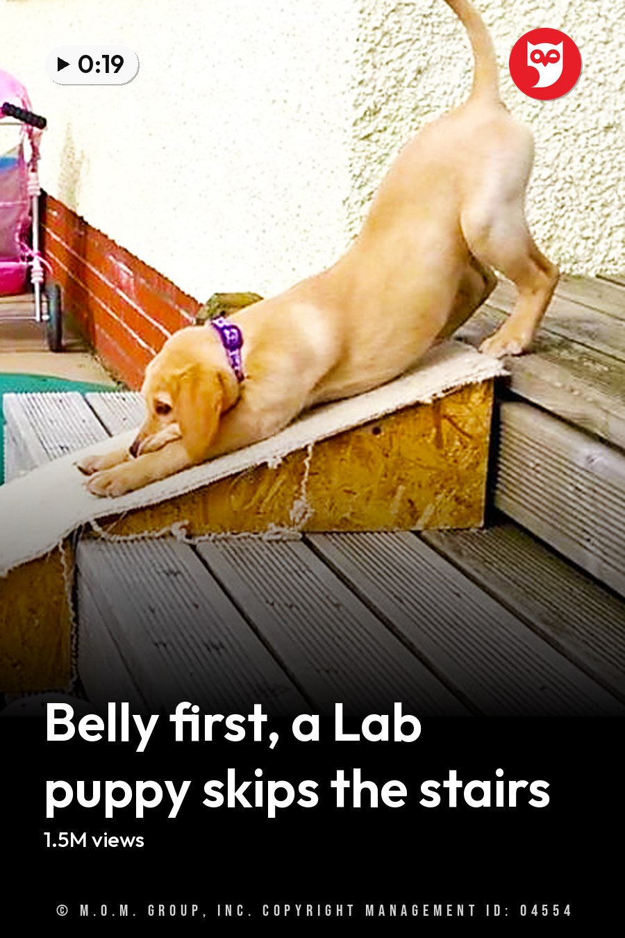 A Labrador Retriever climbing down wooden steps in a backyard setting with a young child sitting nearby, teal butterfly-patterned top, daytime scene with paved patio and grassy area. The headline runs in white letters across the lower third.