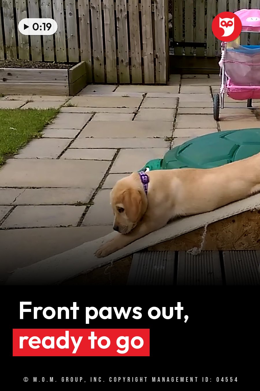 A light-colored puppy lies on a wooden ramp with his front paws stretched forward. A headline runs in white letters across the lower third.