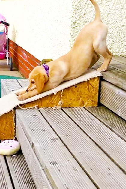 A Labrador Retriever climbing down wooden steps in a backyard setting with a young child sitting nearby, teal butterfly-patterned top, daytime scene with paved patio and grassy area.
