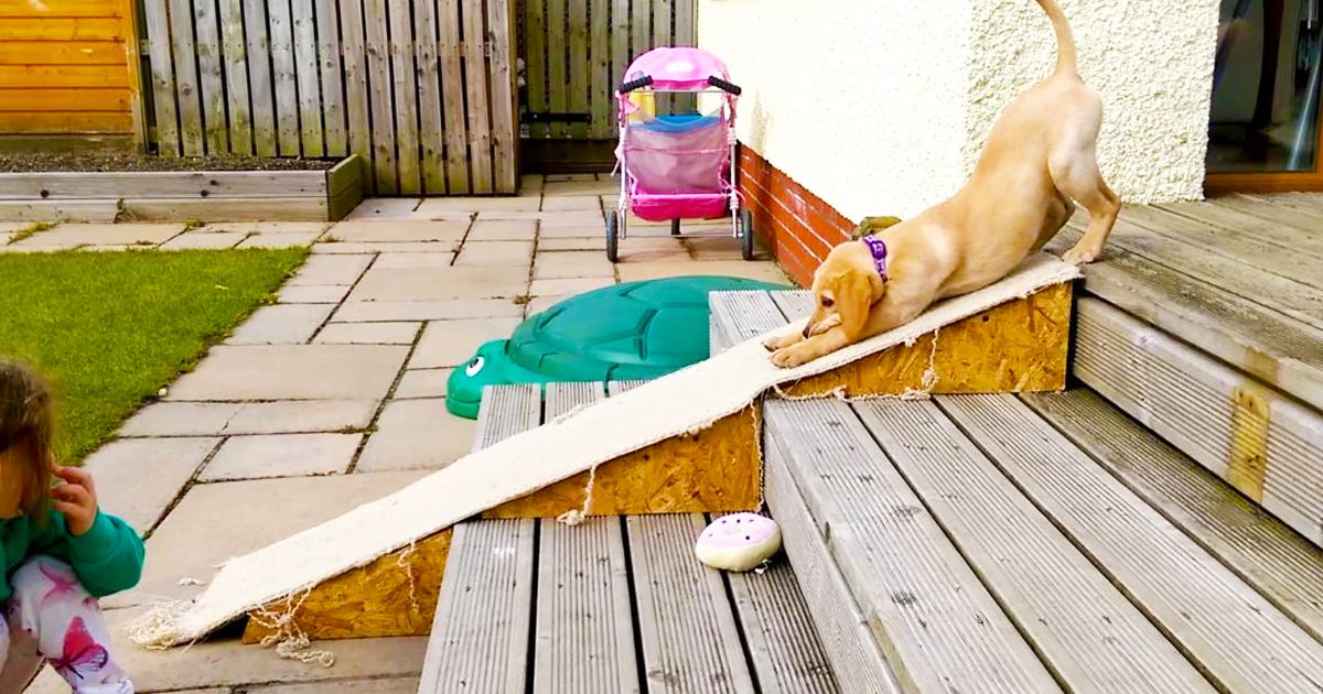 A Labrador Retriever climbing down wooden steps in a backyard setting with a young child sitting nearby, teal butterfly-patterned top, daytime scene with paved patio and grassy area.