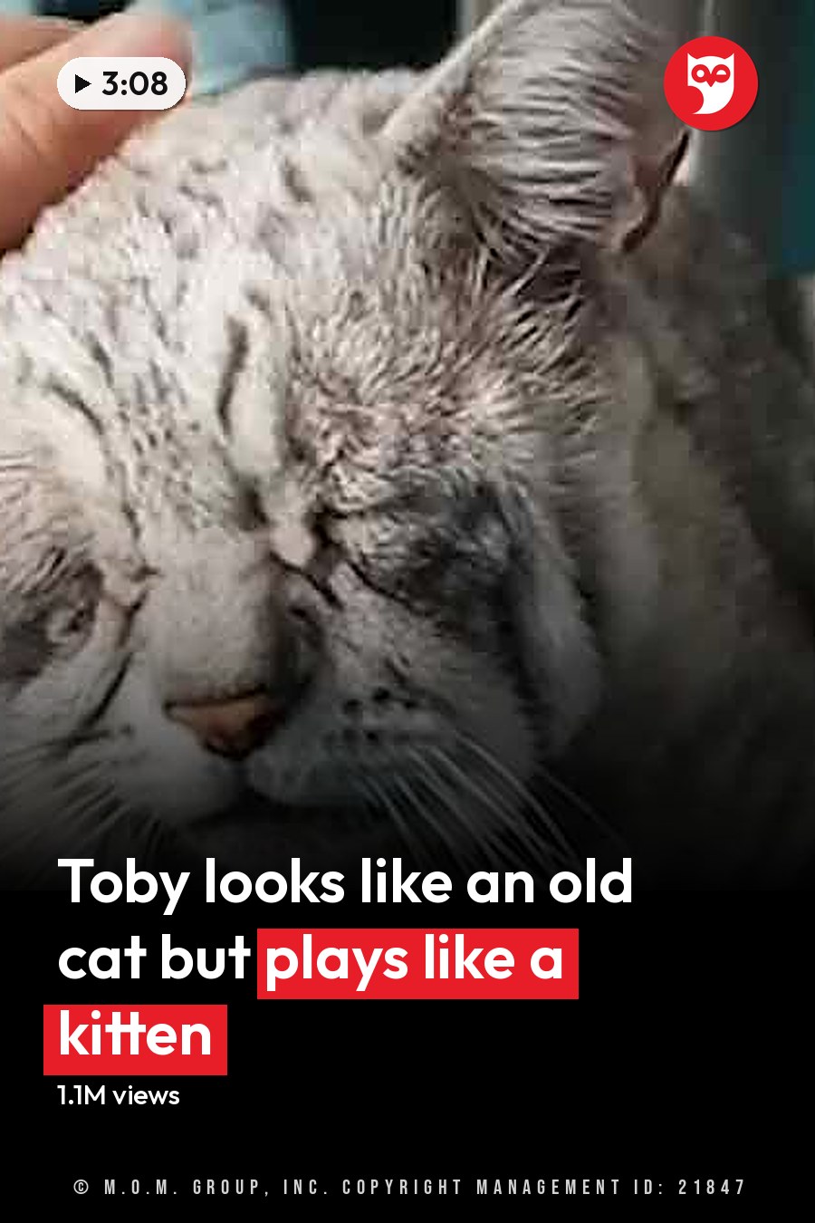 Two domestic short-haired cats, one adult gray with a teal background indoors. Another kitten or juvenile white with gray markings sits nearby. The headline runs in white letters across the lower third.