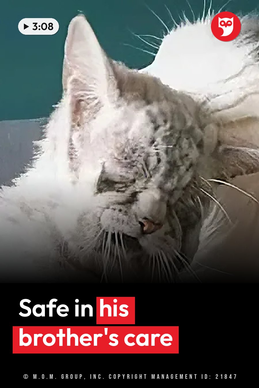 A fluffy white cat with gray markings rests with head down and eyes closed. A headline runs in white letters across the lower third.