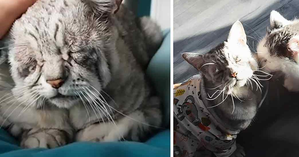 Two domestic short-haired cats, one adult gray with a teal background indoors. Another kitten or juvenile white with gray markings sits nearby.