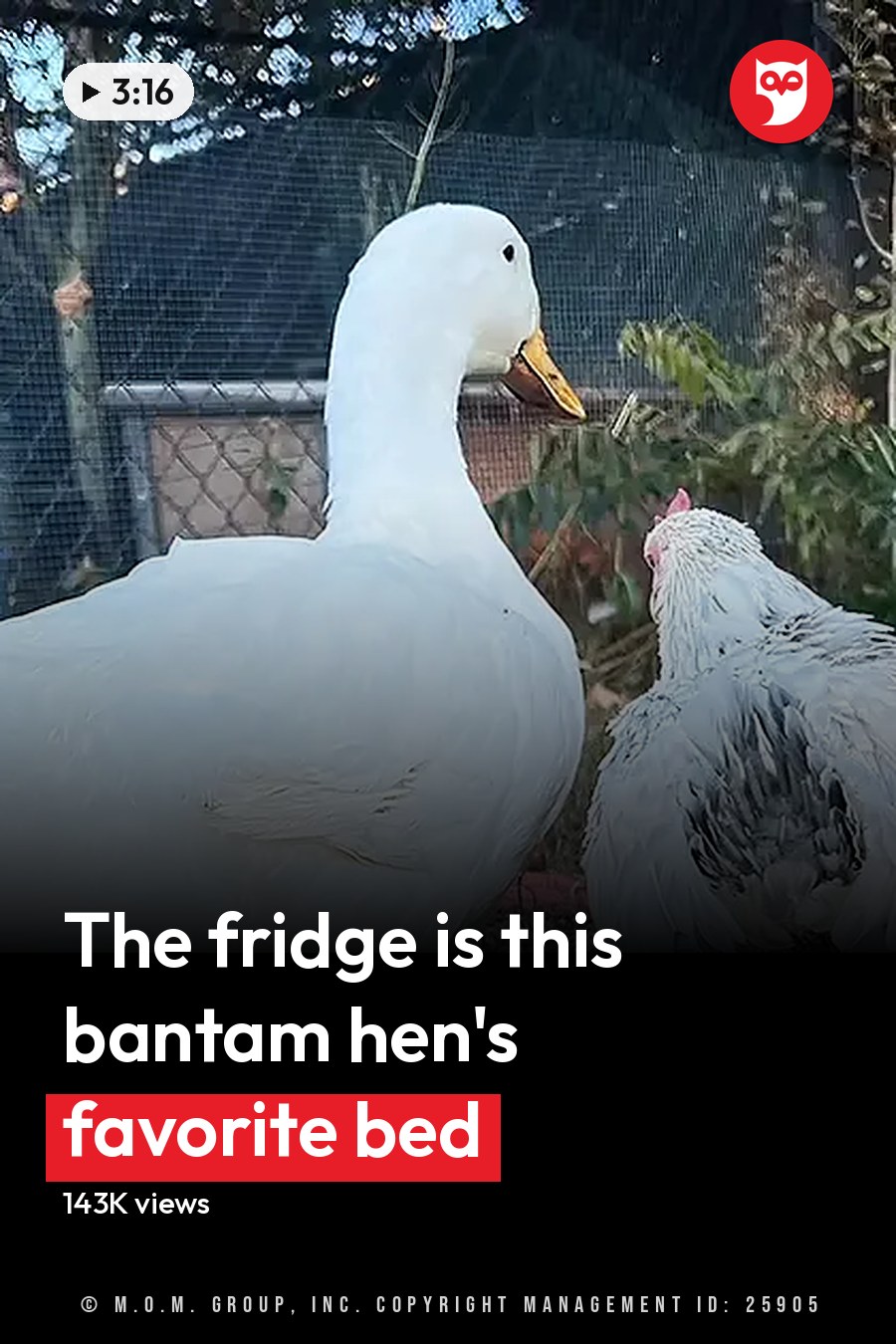 A white duck with orange feet stands in an outdoor farmyard setting surrounded by dry grass, plants, and a water trough. A chicken with dark feathers on its backside is nearby. The headline runs in white letters across the lower third.