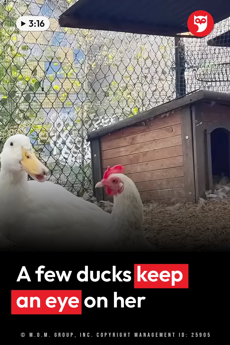A white duck and a chicken stand near a wooden coop inside a pen with a chain-link fence. A headline runs in white letters across the lower third.
