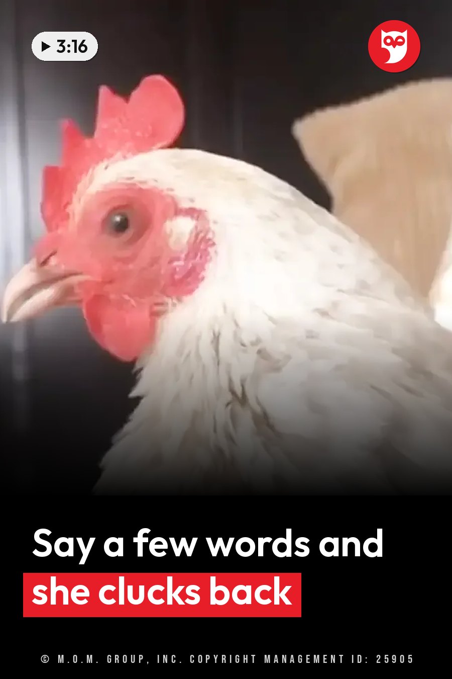 A white chicken with a red comb and wattles looks to the side against a dark background. A headline runs in white letters across the lower third.