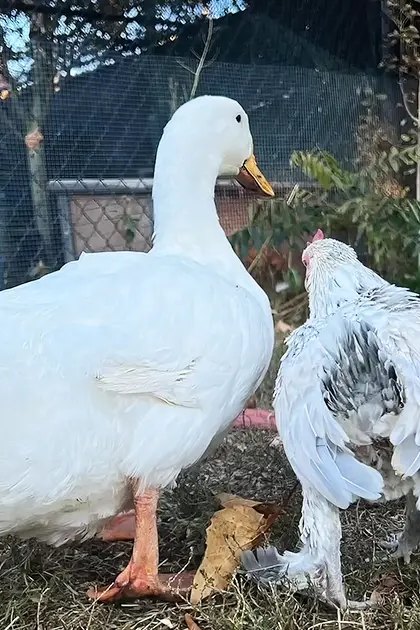 A white duck with orange feet stands in an outdoor farmyard setting surrounded by dry grass, plants, and a water trough. A chicken with dark feathers on its backside is nearby.