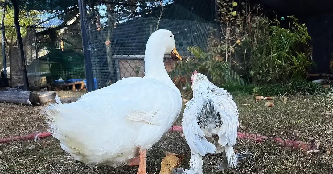 A white duck with orange feet stands in an outdoor farmyard setting surrounded by dry grass, plants, and a water trough. A chicken with dark feathers on its backside is nearby.