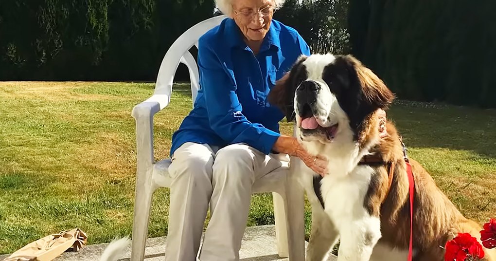 An older adult woman with a Saint Bernard dog in a garden setting during spring or summer with natural sunlight.