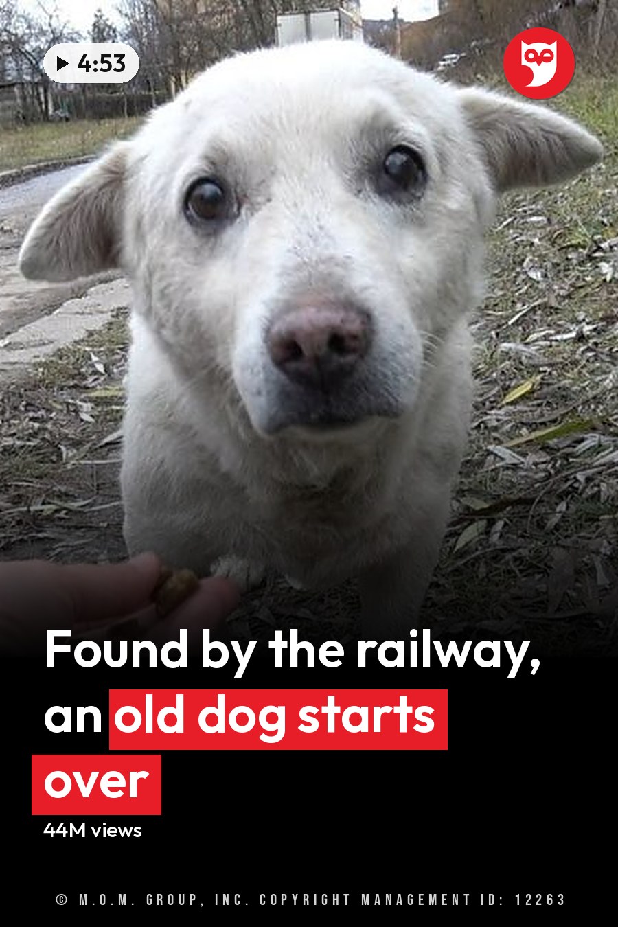 A white dog with shepherd-like features stands outdoors in a grassy area, held by an adult male wearing a dark fleece jacket. The scene suggests late afternoon light and autumn or early spring. The headline runs in white letters across the lower third.