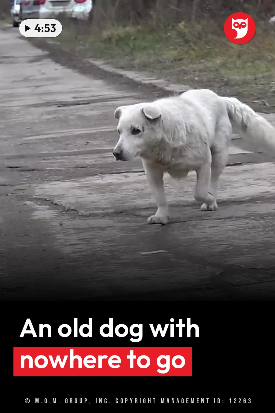 A white dog walks on a paved road beside grass and parked cars. A headline runs in white letters across the lower third.