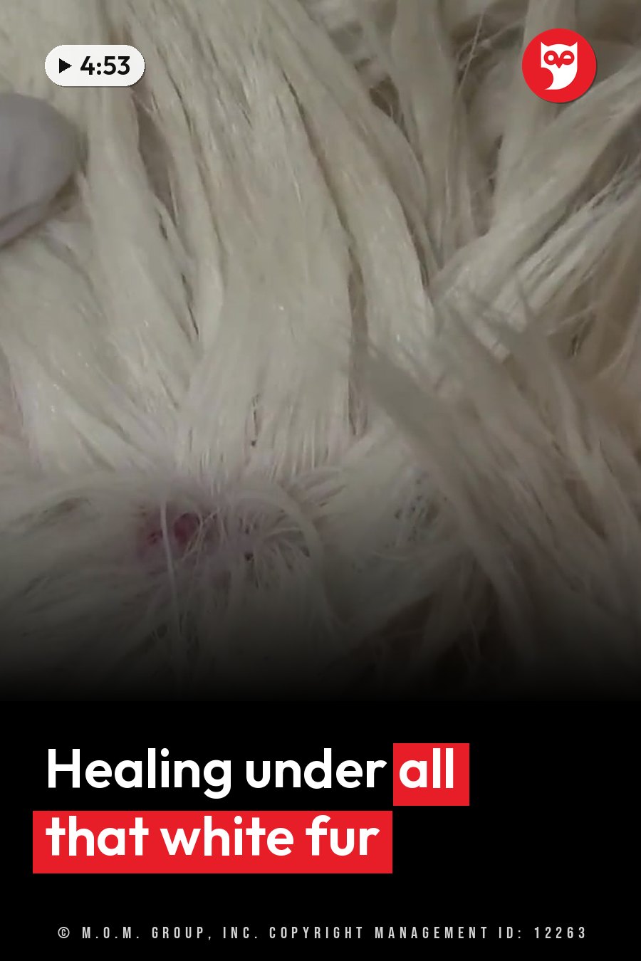 Close-up of fluffy white fur with a tiny pink spot showing beneath the strands. A headline runs in white letters across the lower third.
