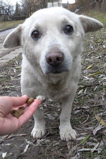A white dog with shepherd-like features stands outdoors in a grassy area, held by an adult male wearing a dark fleece jacket. The scene suggests late afternoon light and autumn or early spring.