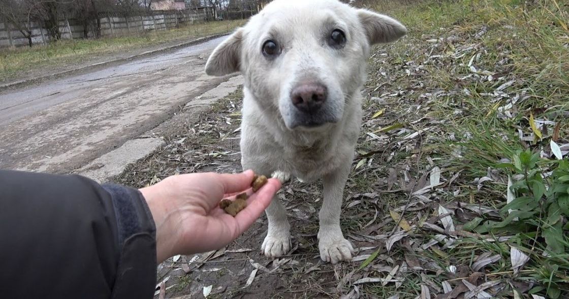A white dog with shepherd-like features stands outdoors in a grassy area, held by an adult male wearing a dark fleece jacket. The scene suggests late afternoon light and autumn or early spring.
