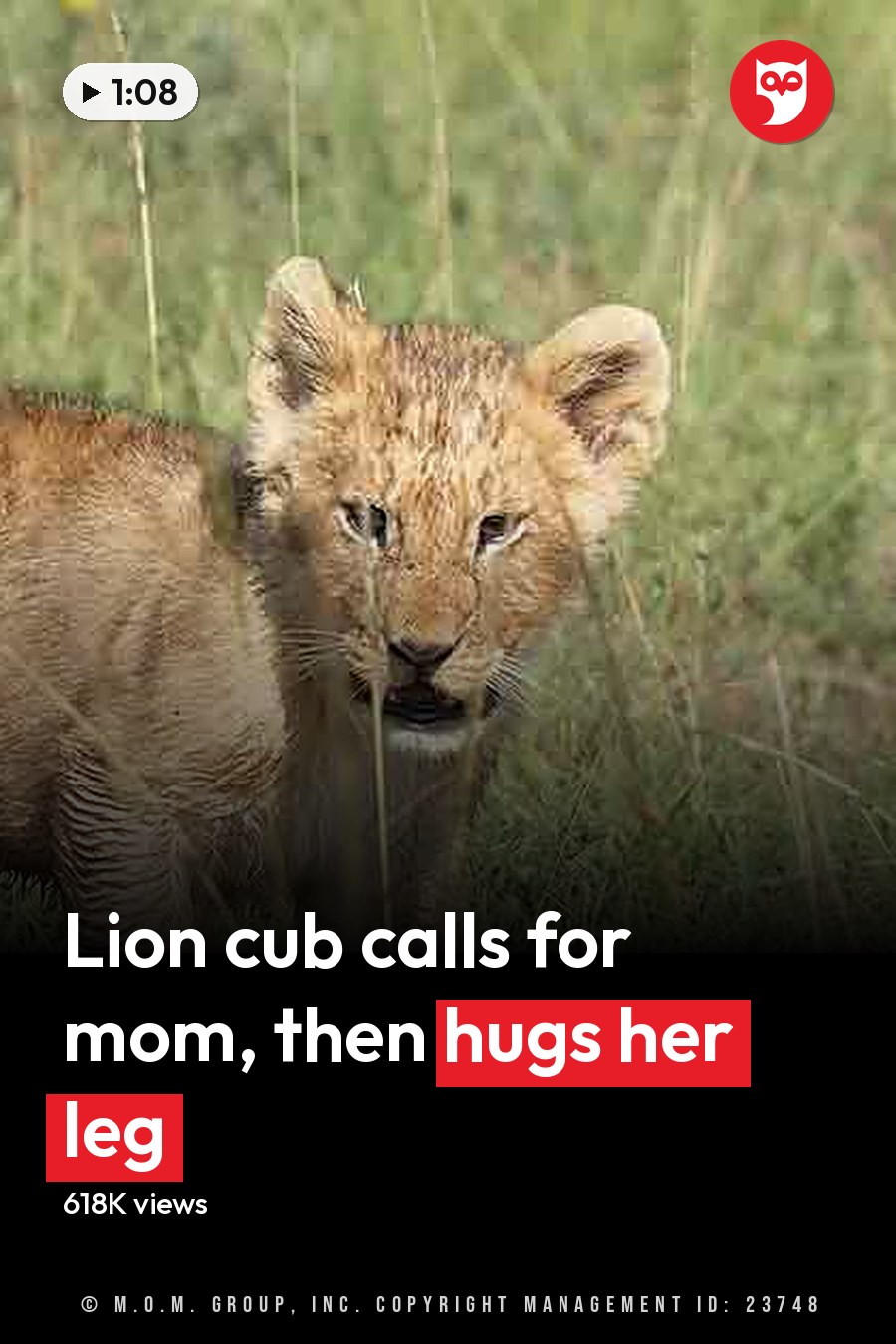 A juvenile lion cub with a light brown coat explores its savanna habitat in natural daylight. The headline runs in white letters across the lower third.