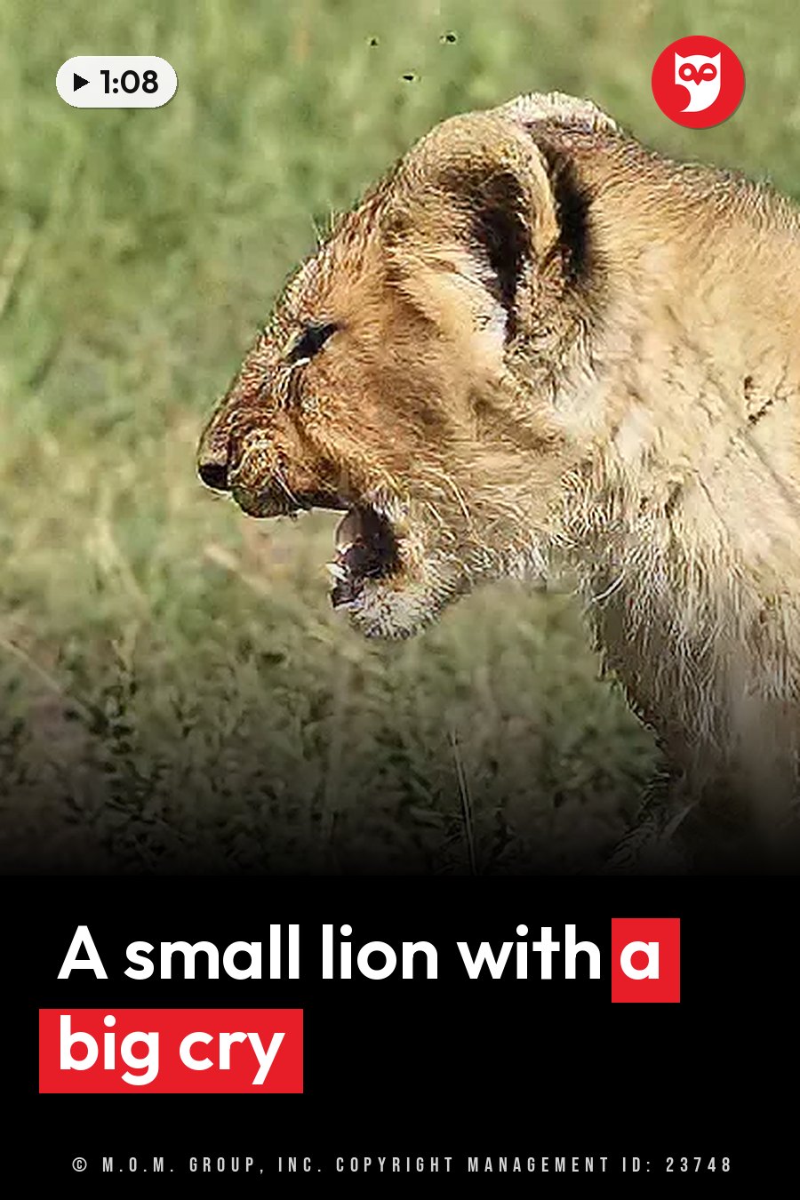 A young lion cub with wet fur stands in tall grass with his mouth open, showing his teeth. A headline runs in white letters across the lower third.