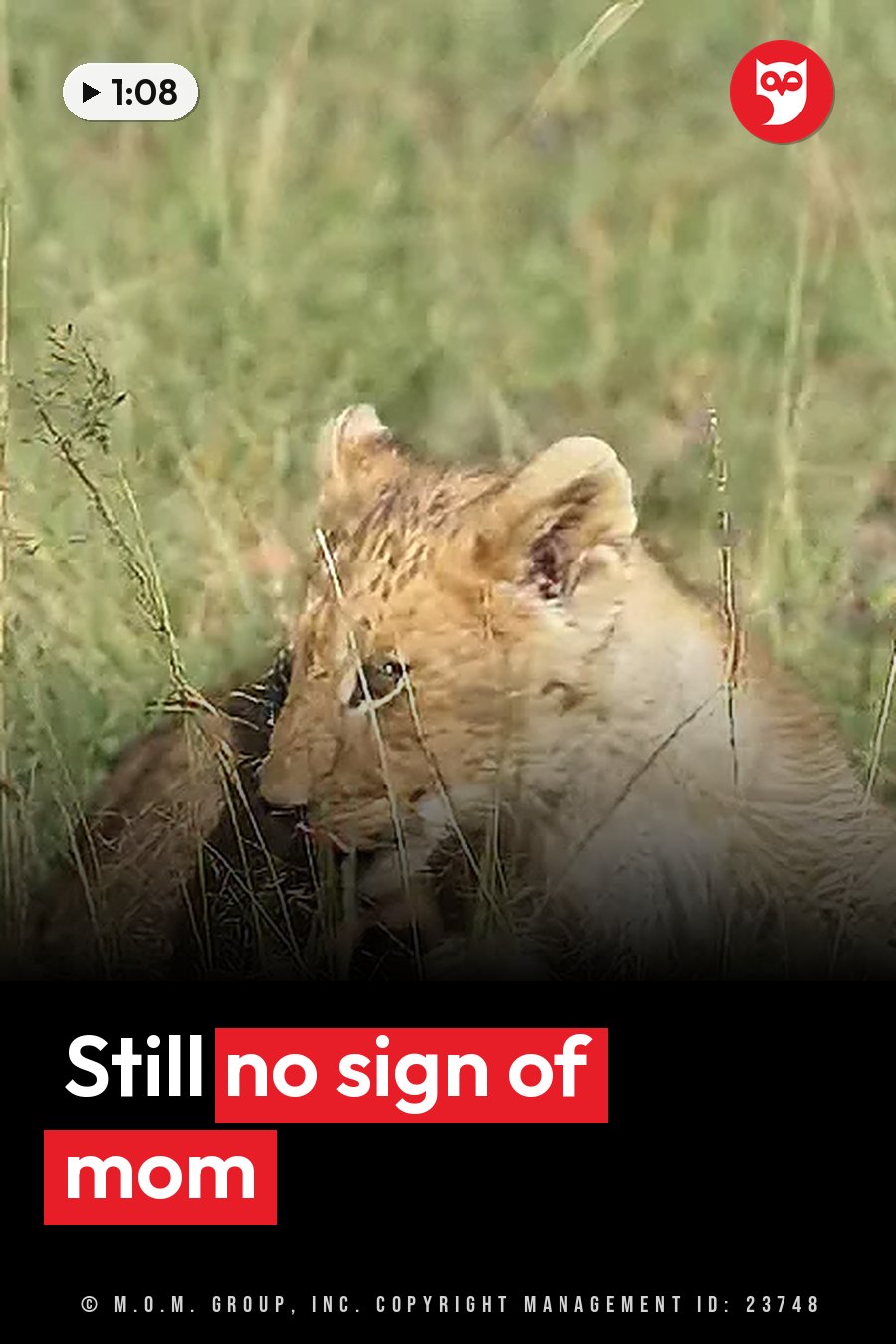 A young lion cub sits partly hidden among tall grasses, his head turned slightly to the side. A headline runs in white letters across the lower third.