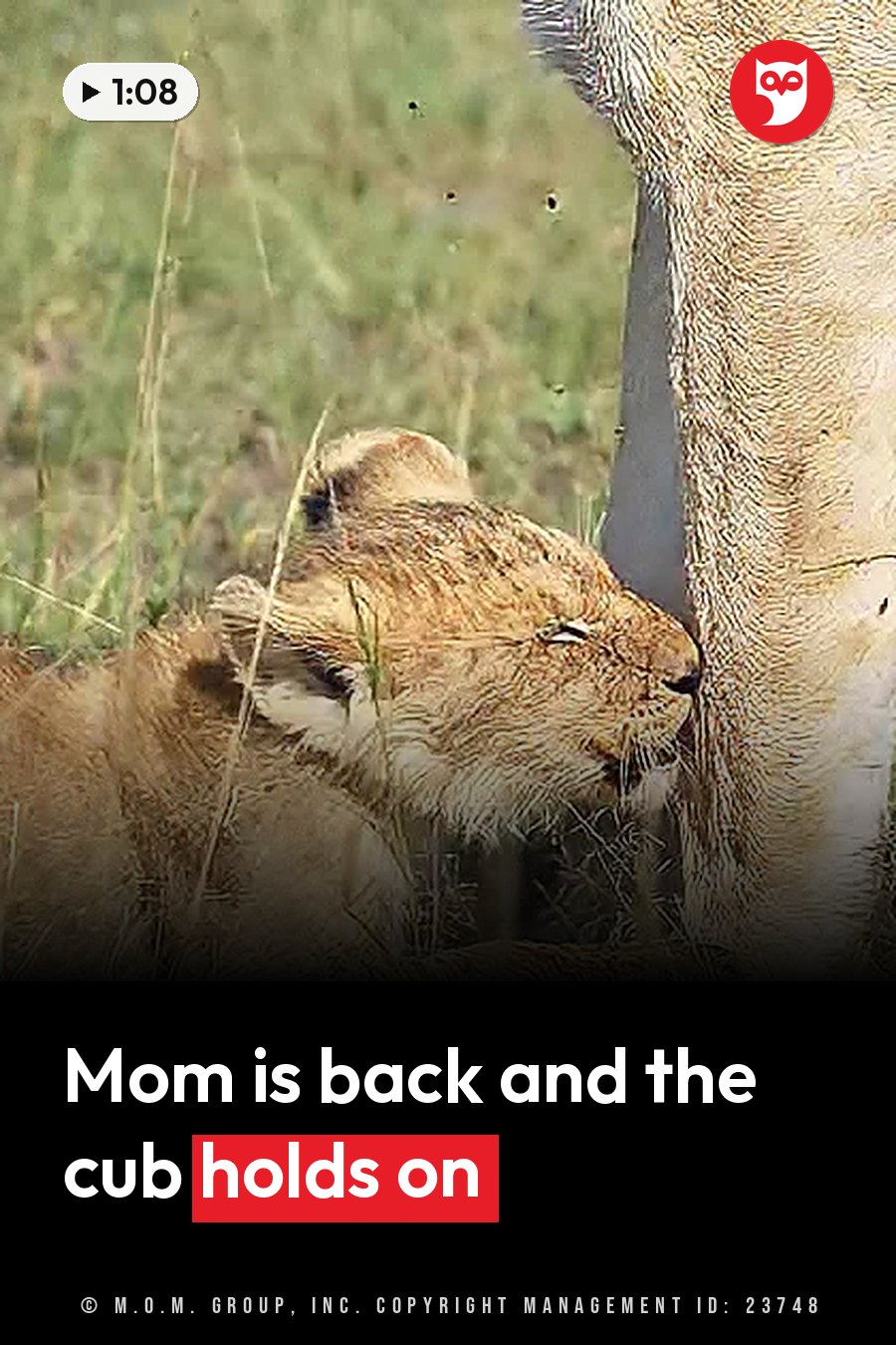 A young lion cub rests his head against a large animal's leg in tall grass. A headline runs in white letters across the lower third.