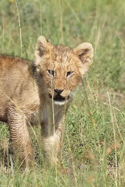 A juvenile lion cub with a light brown coat explores its savanna habitat in natural daylight.