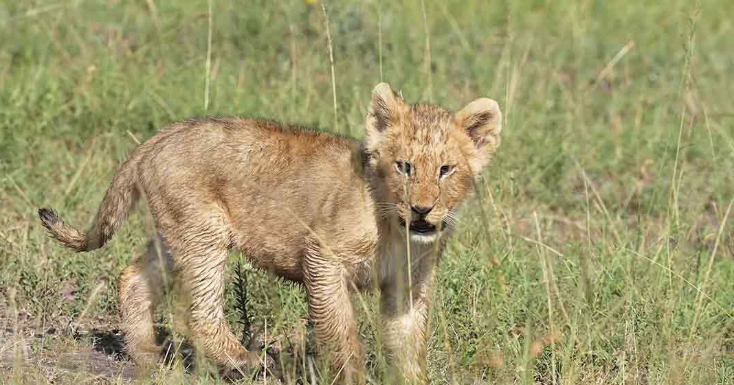 A juvenile lion cub with a light brown coat explores its savanna habitat in natural daylight.