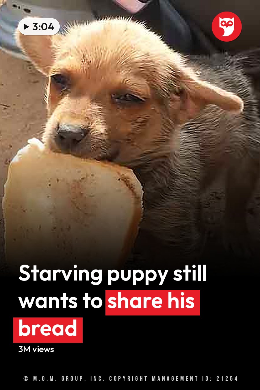 A small puppy holds a large piece of bread in its mouth on a dirt ground near bricks and debris. The headline runs in white letters across the lower third.