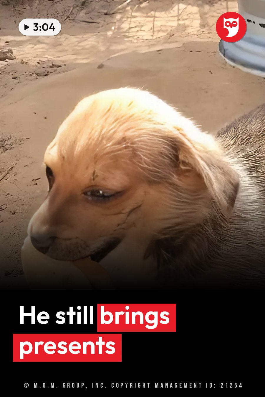 A light brown dog sits on sandy ground near a white pole, holding food in his mouth. A headline runs in white letters across the lower third.