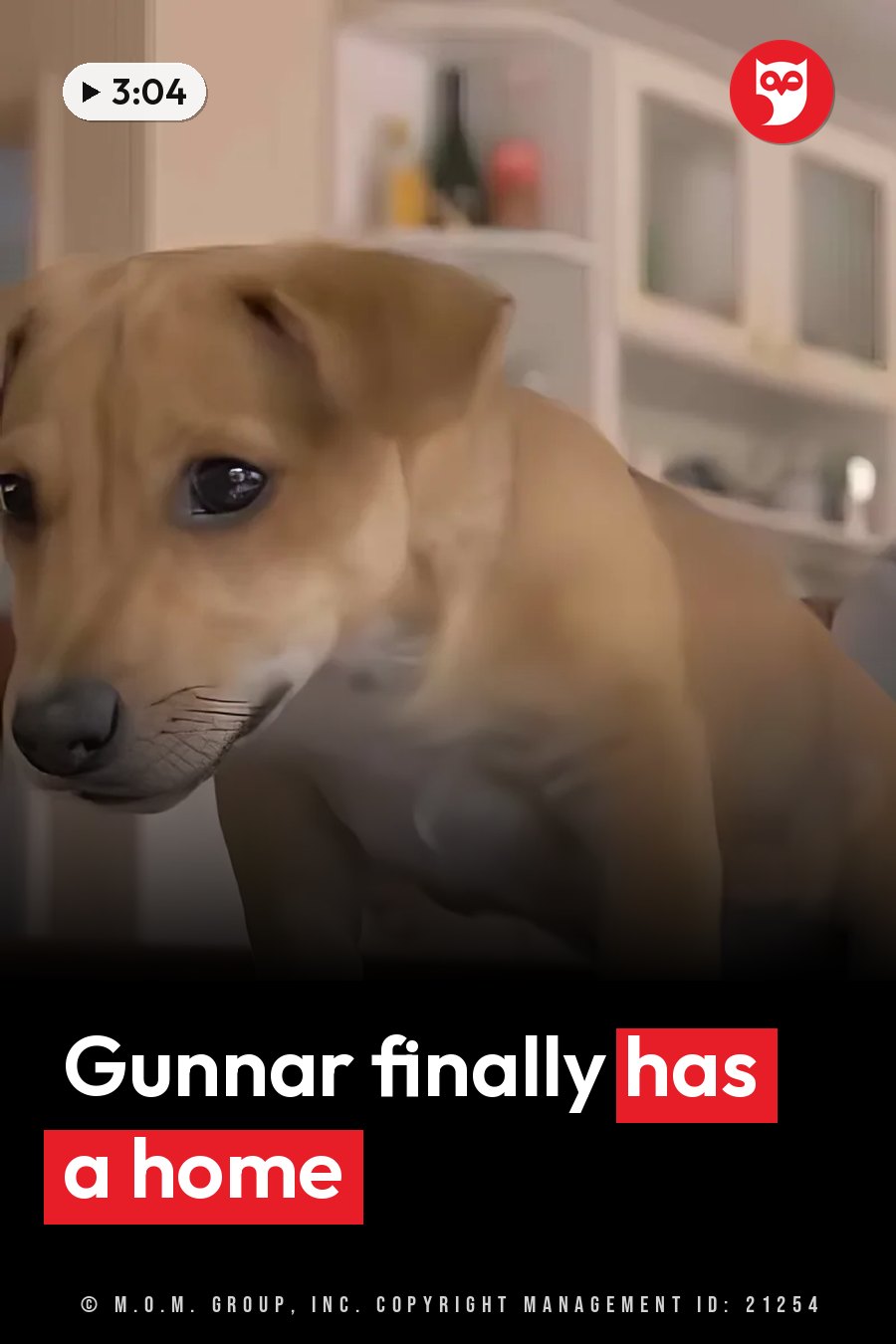 A light brown dog with dark eyes looks ahead, standing indoors near white cabinets. A headline runs in white letters across the lower third.