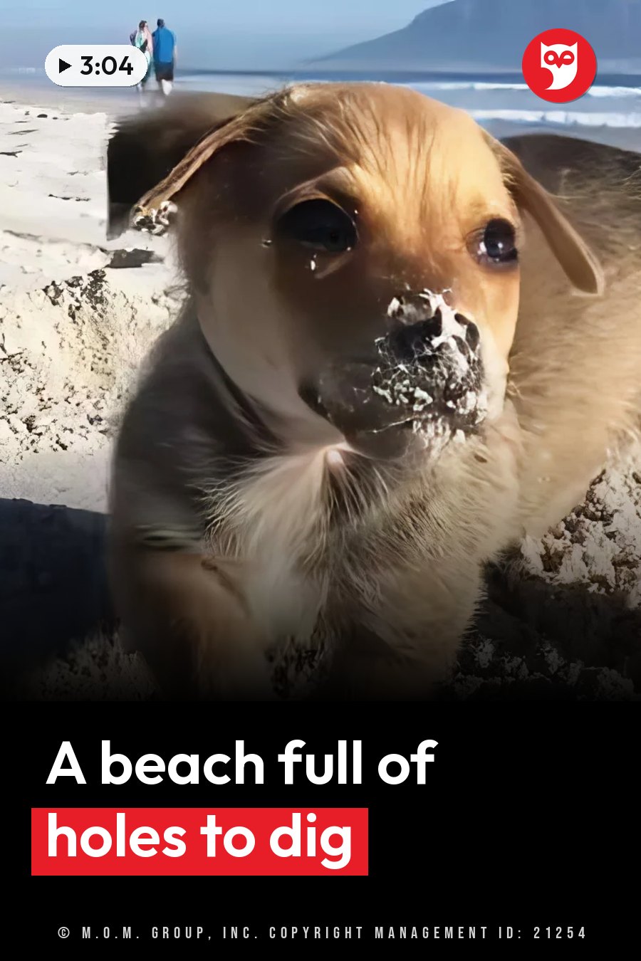 A small dog with sandy fur and a muddy snout stands on a beach near the water, looking at the camera. A headline runs in white letters across the lower third.