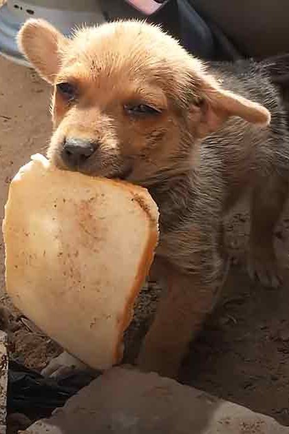 A small puppy holds a large piece of bread in its mouth on a dirt ground near bricks and debris.