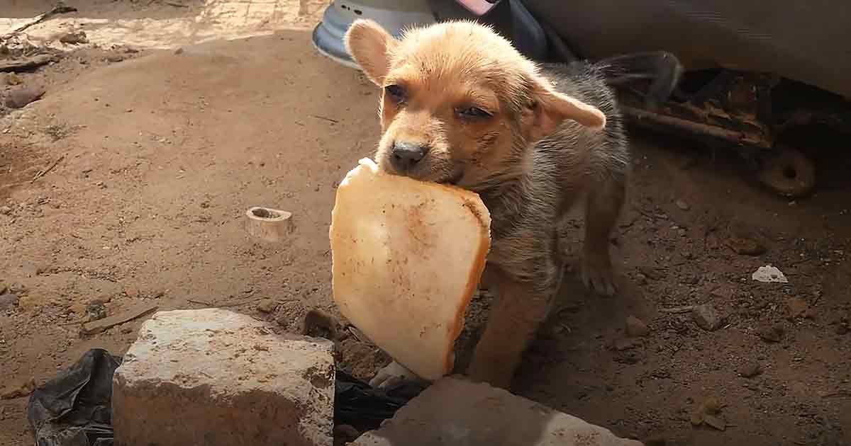 A small puppy holds a large piece of bread in its mouth on a dirt ground near bricks and debris.