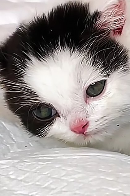 A young kitten with black and white fur plays near a blue textured ball indoors on bedding.