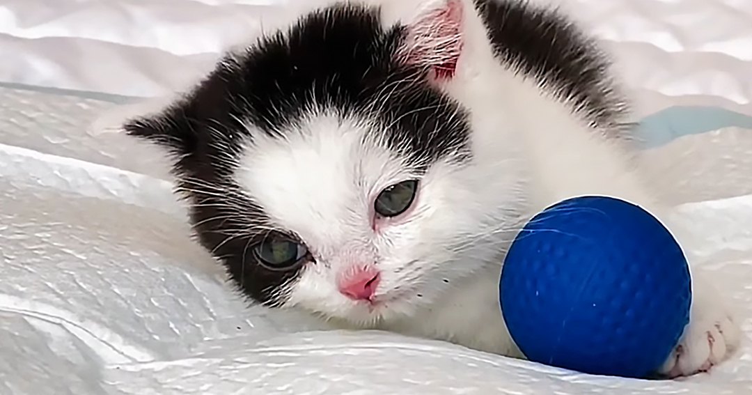 A young kitten with black and white fur plays near a blue textured ball indoors on bedding.