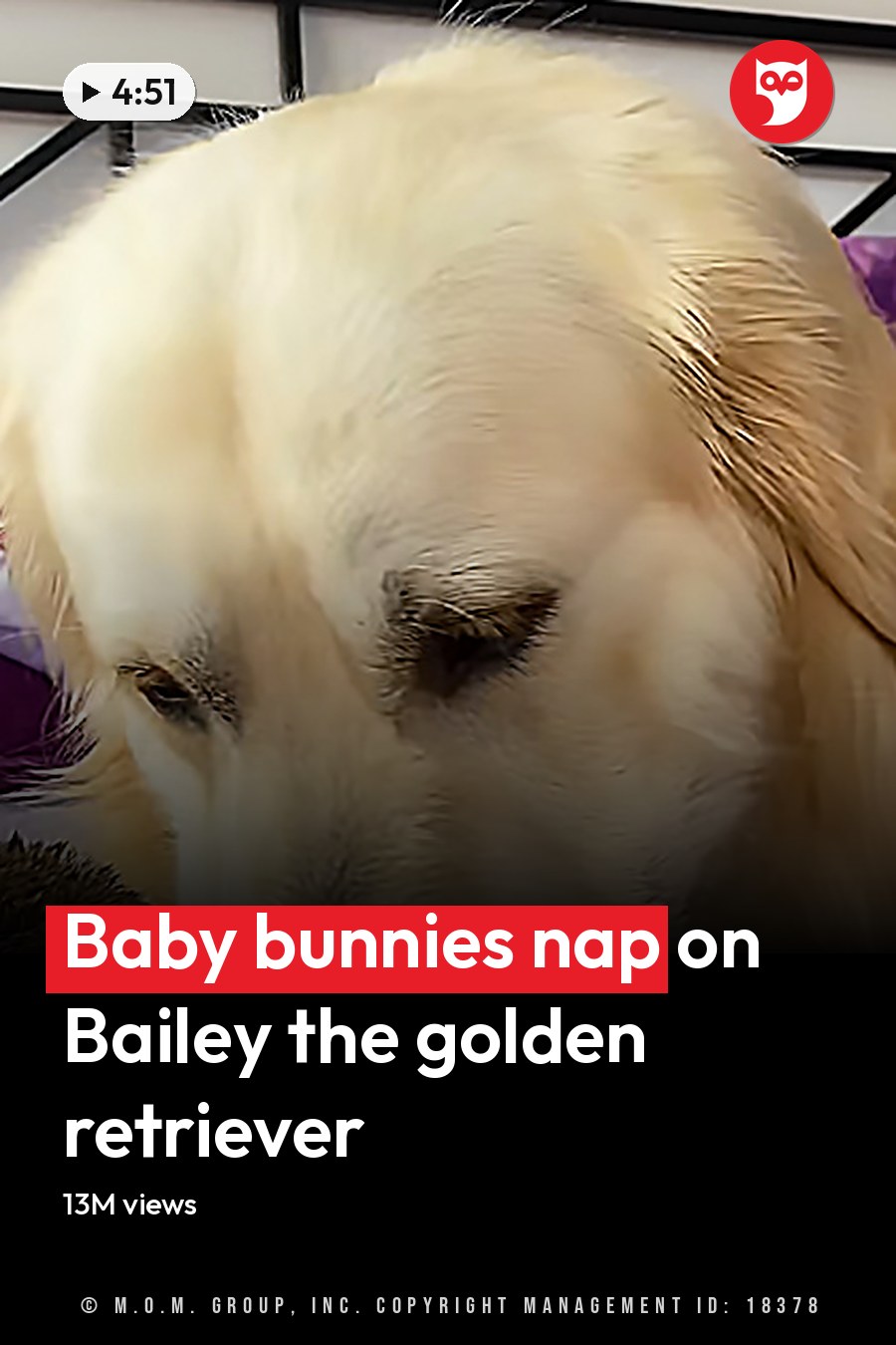 A golden retriever resting with two rabbits in a bedroom setting, surrounded by purple pillows and black furniture. The headline runs in white letters across the lower third.