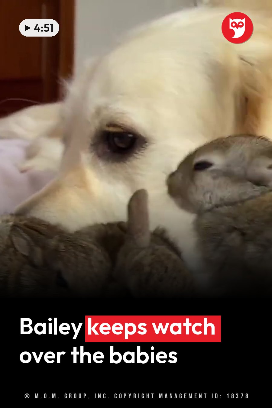 A golden retriever rests his head near several small rabbits huddled together. A headline runs in white letters across the lower third.