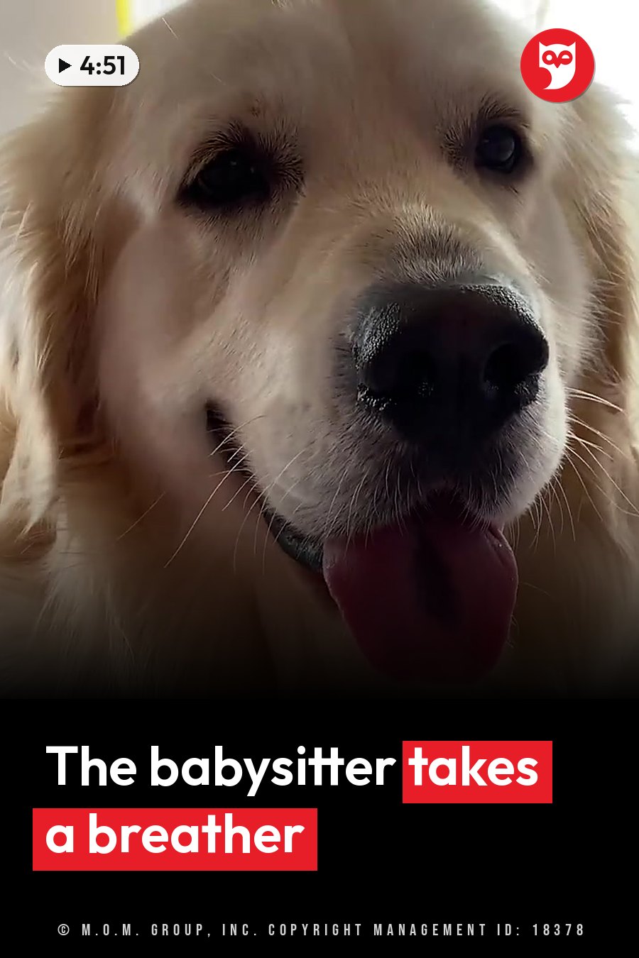 A golden retriever with light fur looks forward with his tongue out, a wet nose and dark eyes. A headline runs in white letters across the lower third.