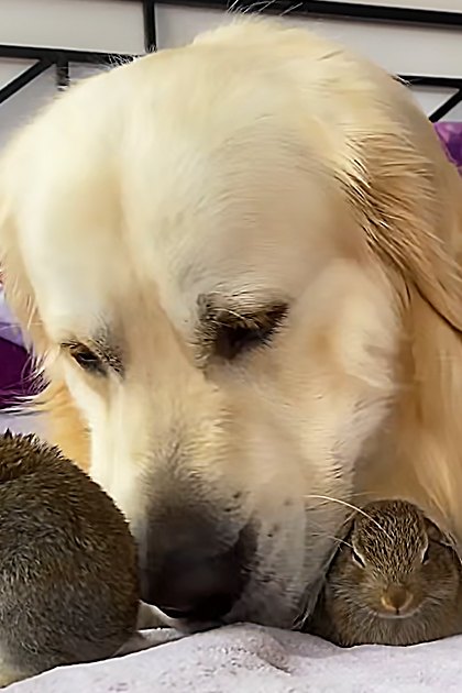 A golden retriever resting with two rabbits in a bedroom setting, surrounded by purple pillows and black furniture.