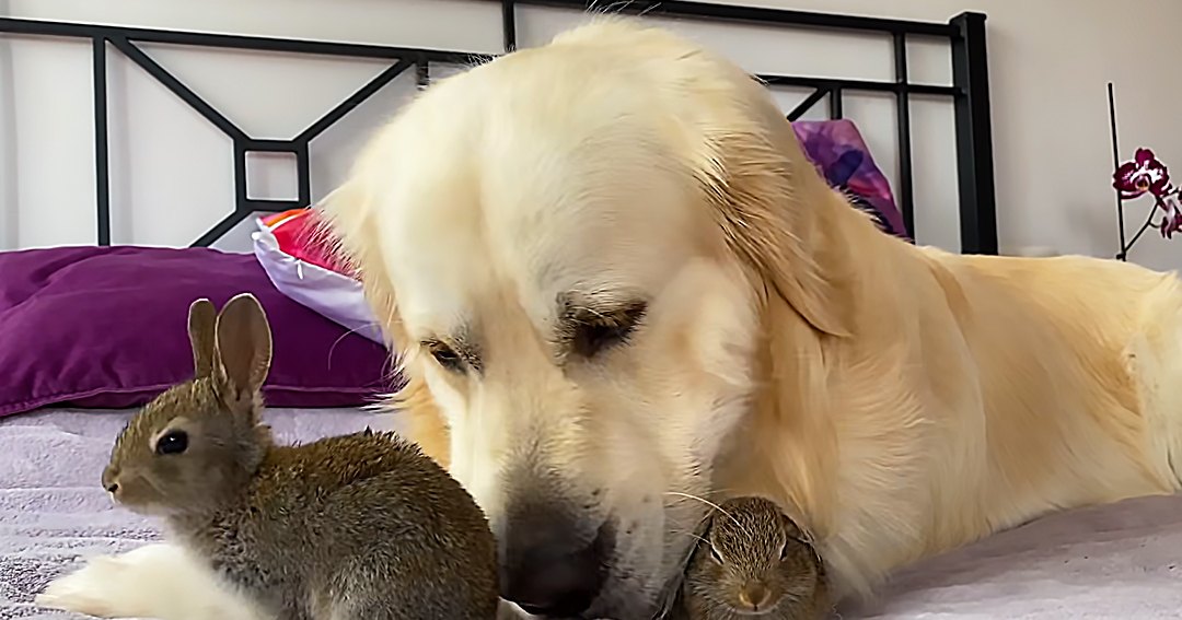 A golden retriever resting with two rabbits in a bedroom setting, surrounded by purple pillows and black furniture.
