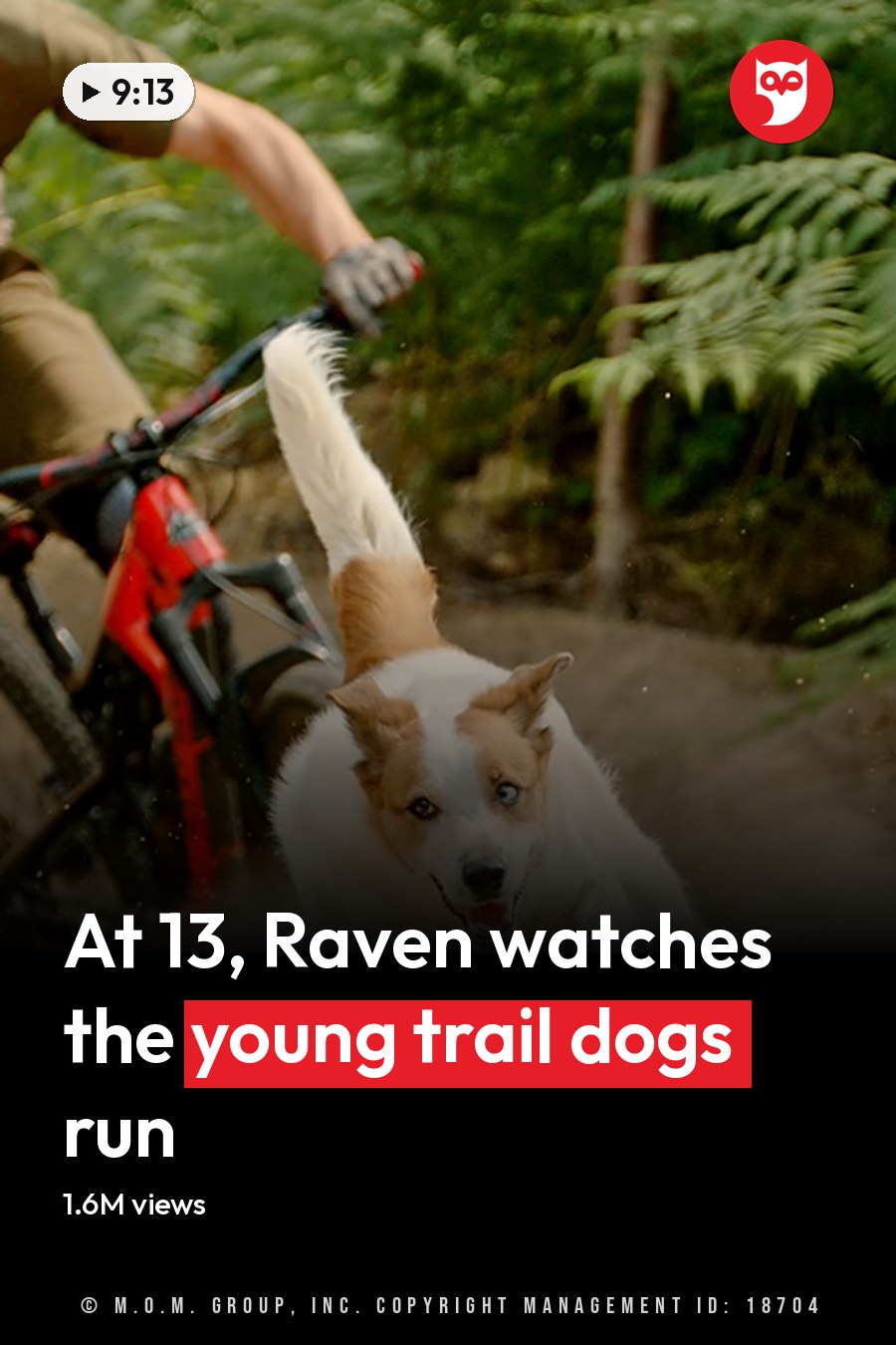 An adult male riding a mountain bike with his Jack Russell Terrier in a lush forest setting during spring or summer under natural daylight. The headline runs in white letters across the lower third.