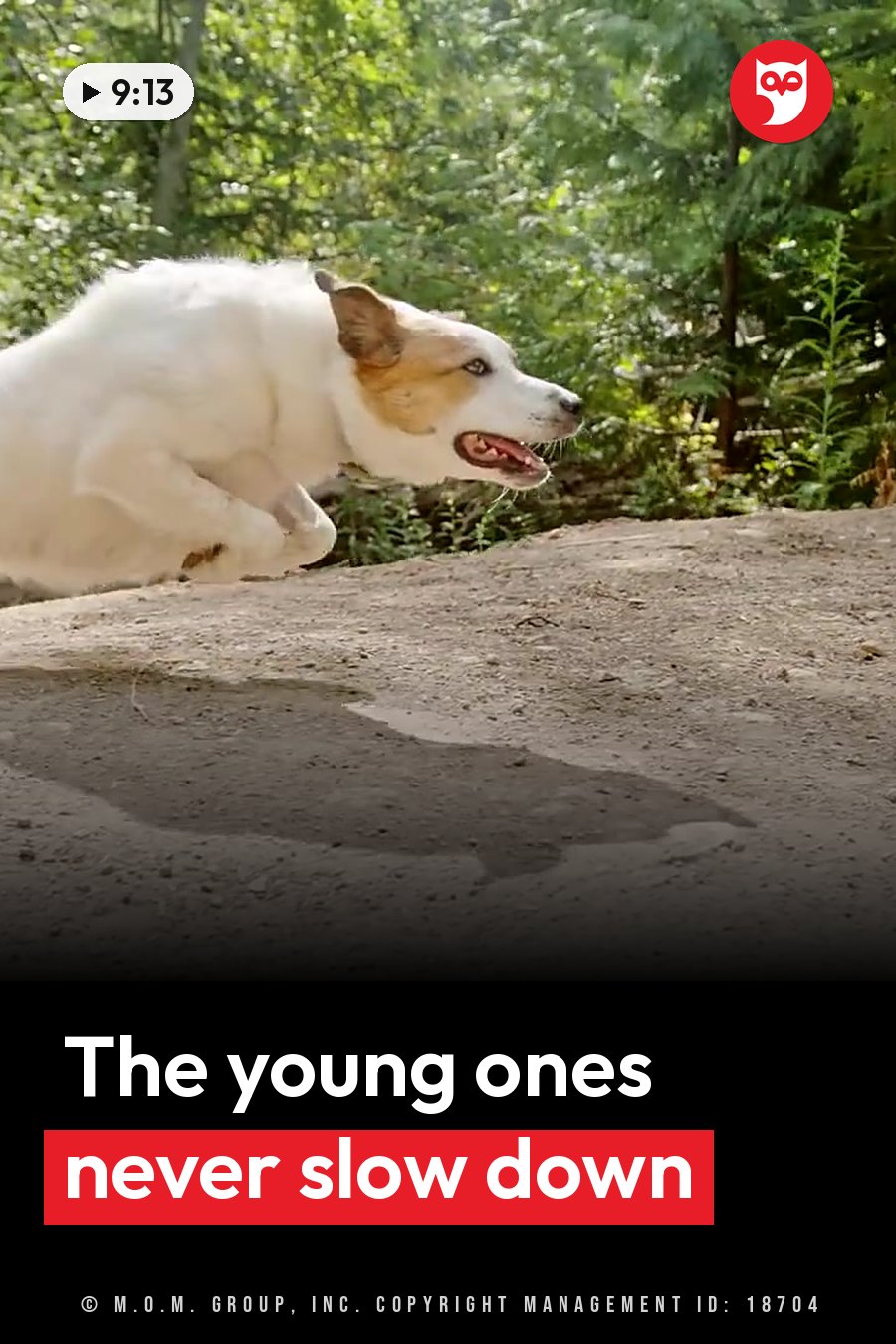 A white dog with brown patches runs along a dirt path beside green trees and bushes. A headline runs in white letters across the lower third.