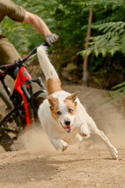 An adult male riding a mountain bike with his Jack Russell Terrier in a lush forest setting during spring or summer under natural daylight.