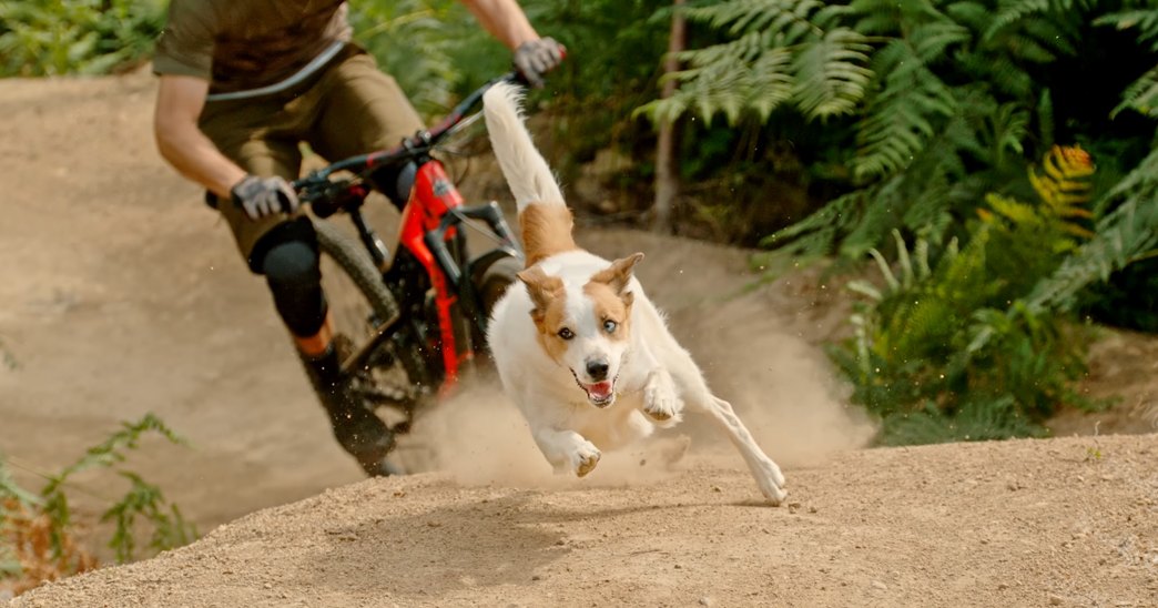 An adult male riding a mountain bike with his Jack Russell Terrier in a lush forest setting during spring or summer under natural daylight.