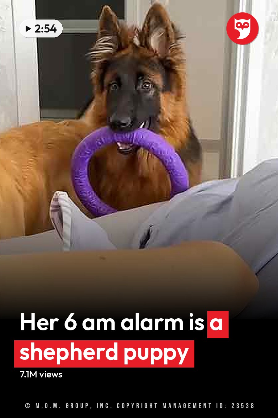 A young adult female in a casual red shirt with two dogs, a Golden Retriever and a German Shepherd, in a bedroom setting with natural daylight. The headline runs in white letters across the lower third.