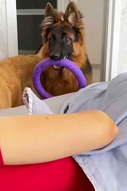 A young adult female in a casual red shirt with two dogs, a Golden Retriever and a German Shepherd, in a bedroom setting with natural daylight.