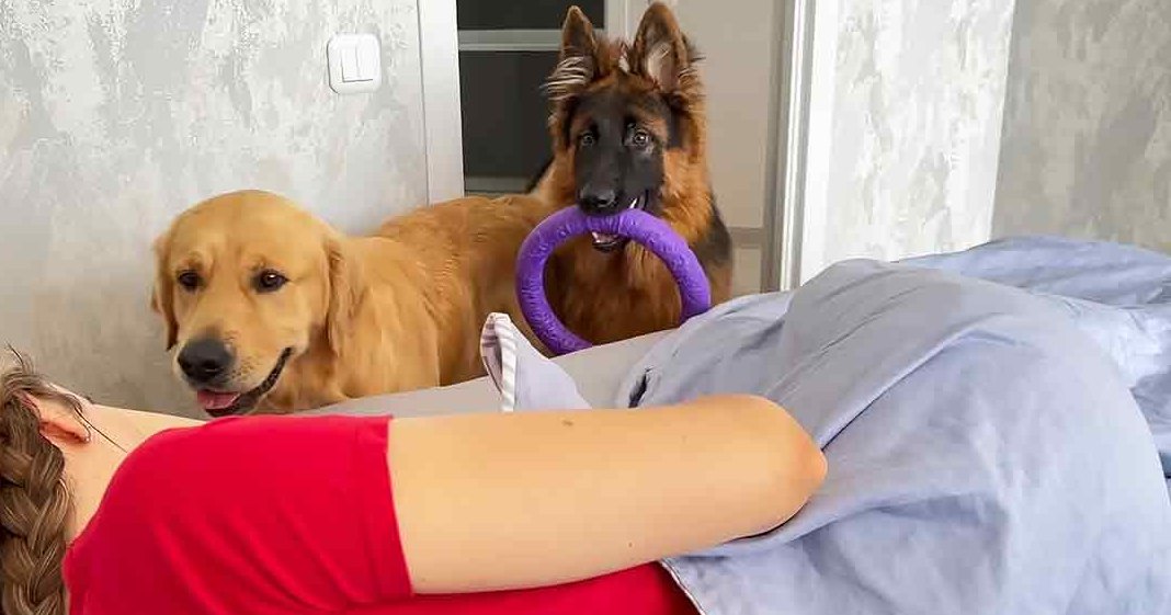 A young adult female in a casual red shirt with two dogs, a Golden Retriever and a German Shepherd, in a bedroom setting with natural daylight.