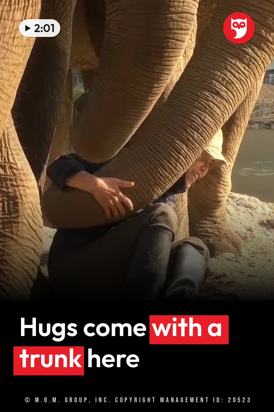 A person sits beneath the trunks of two elephants, with one trunk resting on the person's shoulder. A headline runs in white letters across the lower third.